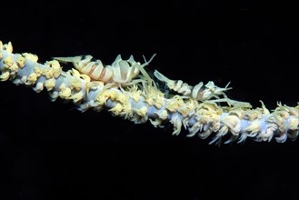 Pair of zanzibar whip coral shrimp