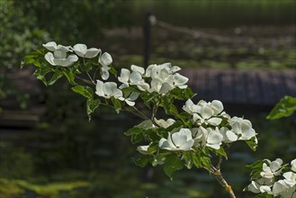 Japanese flowering dogwood