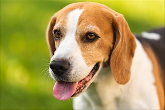 Beagle dog outdoors portrait with tongue out. canine theme