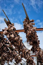 Drying flakes with stockfish cod fish heads in winter