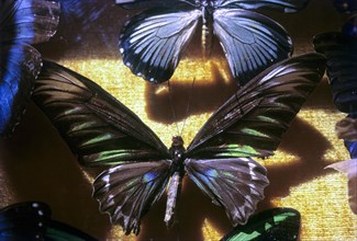 Display of butterflies in Wankhar & Co
