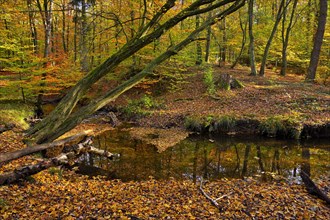 Rotbach in the autumnal Hiesfeld Forest