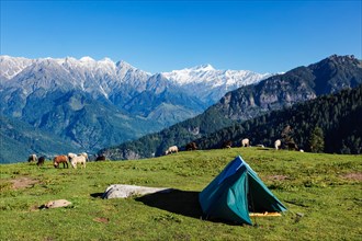 Tent in Himalayas mountains with flock of sheep grazing. Kullu Valley