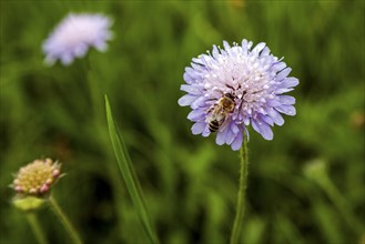 Bee sitting on field widow's-flower