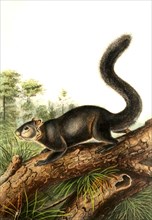 Dark palm squirrel
