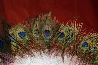 Beautiful bird feathers for decorative purposes