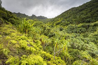 Vegetation entlang des Kalalau Trail
