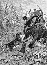 Tiger hunting with elephants in India