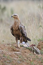 Raptor eagle or tawny eagle