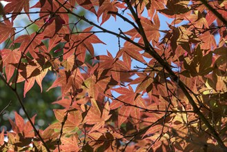 Glowing leaves of smooth japanese maple