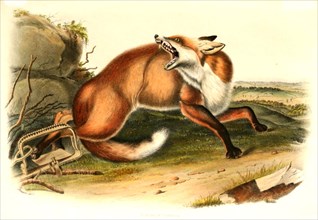 Red fox has fallen into a beating trap