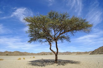 Single camelthorn tree