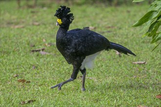 Male great curassow