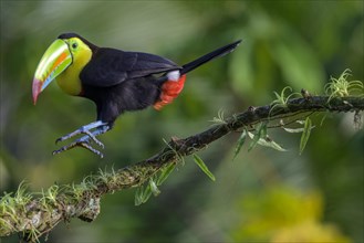 Keel-billed Toucan or keel-billed toucan