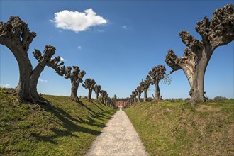 Trimmed festoon avenue of Dutch lime trees