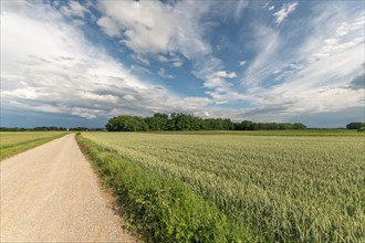 Wheat field in spring in plain. Alsace