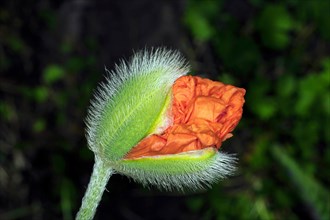 Blossoming bud of an oriental poppy