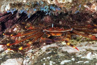 Underwater photo of red rock crab