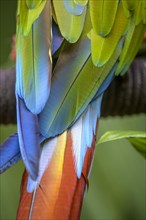 Detail of the feathers of a large great green macaw