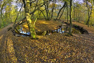 Curvy Rotbach in the autumnal Hiesfeld Forest