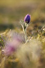 Pasque flower