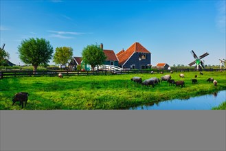 Sheeps grazing near canal in traditional old country farm house in the museum village of Zaanse Schans