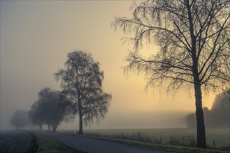 Baumreihe mit Weg im Nebel bei Sonnenaufgang