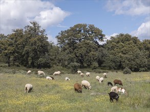 Schaf und Ziegenherde im Steineichengelaende