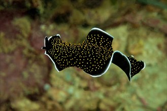 Free-swimming golden warty flatworm