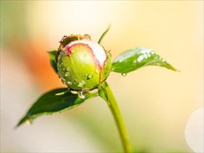 Raindrops on the bud of a shrub peony