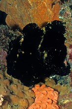 Black giant frogfish