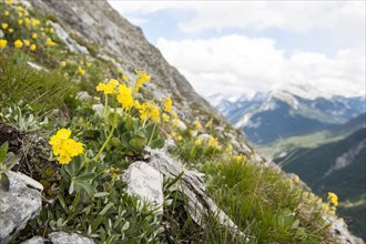 Yellow flowers in the wild on a slope