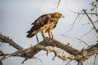 A tawny eagle