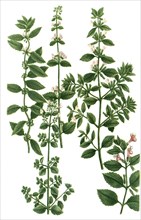 Various species of mint