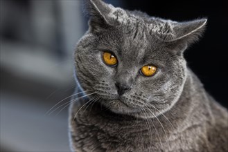 Grey Carthusian cat with yellow eyes