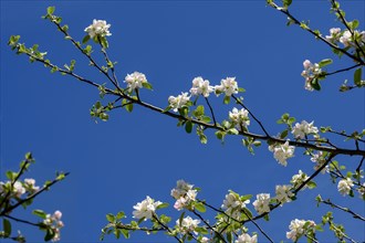 Branches of an apple tree