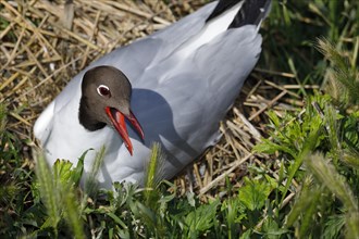 Breeding calling Black-headed Black-headed Gull
