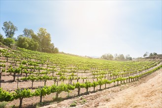 Beautiful wine grape vineyard farm in the afternoon sun