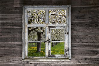 View through a rustic wooden window onto blossoming cherry trees