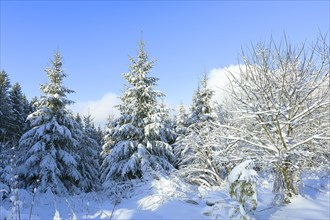 Snow-covered european spruce