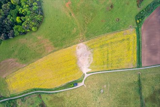 Top Down over Rapeseed field and Farmlands from a drone