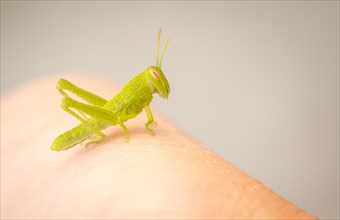 Small green grasshopper close-up resting on hand
