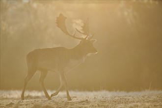European fallow deer