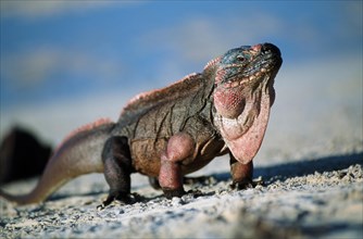 Allens Cay Iguana