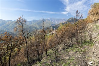 Burnt trees in the Ligurian Mountains near Triora
