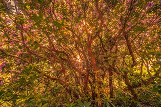 Sun star and sunshine through the leaves of a rhododendrons