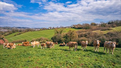 Cows on Devon Fields and Meadows from a drone