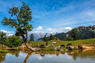 Horses grazing in Himalayas mountains in scenic Indian Himalayan landscape scenery in Himalayas with tree and small lake
