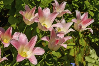 Pink tulips