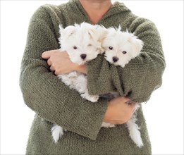 Woman holding two young maltese puppies isolated on white